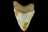 Fossil Megalodon Tooth - North Carolina #131573-2